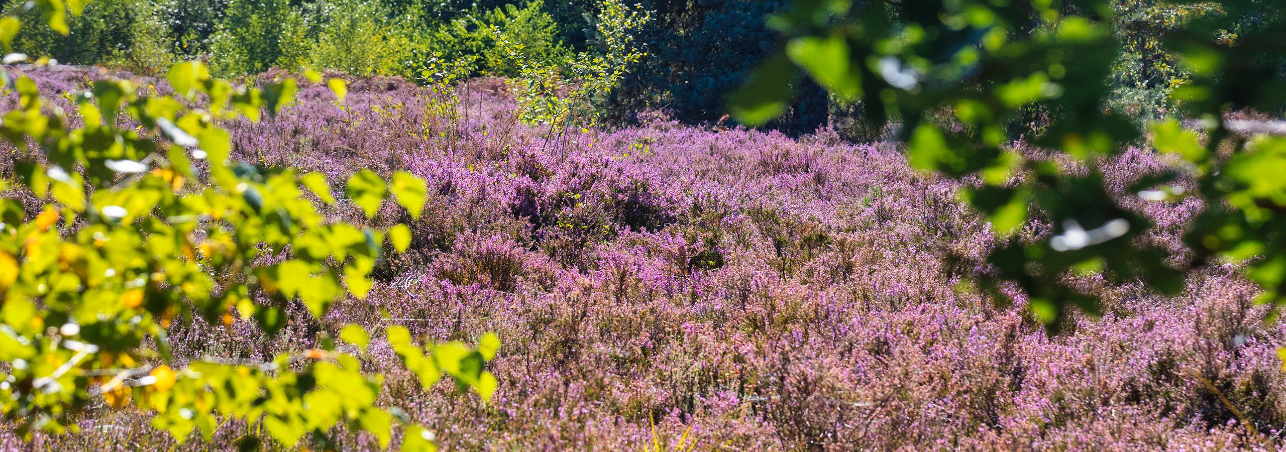 Springmoor