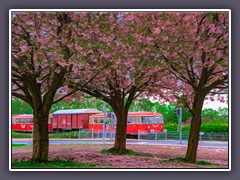 Moorexpress Frühlingsfahrt
