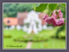 Rosenblüte am Barkenhoff