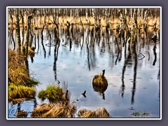 Wiedervernässtes Moor