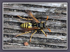 Französische Feldwespe - Polistes dominula