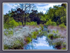 Frühling - im Hamberger Moor