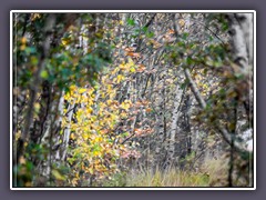 Herbst - Huvenhoopsmoor 