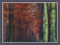 Herbst - im Klosterholz in Osterholz Scharmbeck