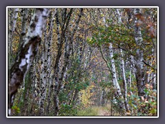 Herbst - Wege ins Moor