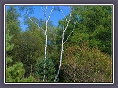 Sommer - weiße Birken im Niedersandhauser Moor