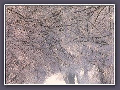 Winter - Forst Elm