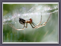 Deckennetzspinnen - Baldachinspinne Im Licht
