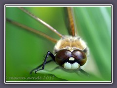 Augenblicke - Vierflecklibelle - Libellula quadrimaculata