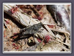 Im Sonnentau -  Dornschrecken ernähren sich überwiegend von Moos und Flechten