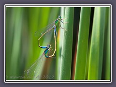 Paarung grosse Pechlibelle - Ischnura elegans