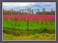 Teufelsmoor - Heidelbeerplantage im Herbstlook