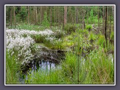 Teufelsmoor - Wollgrasweiss im Mai
