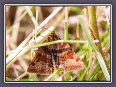 Braune Tageule - Euclidia glyphica - tagaktiver Nachtfalter