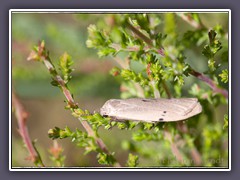 Erlenmoor Flechtenbärchen - Pelosia muscerda
