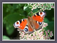 Pfauenauge - Tagfalter aus der Familie der Edelflater