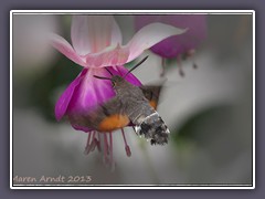 Taubenschwänzchen - Macroglossum stellatarum aus der Schmetterlingsfamilie der Schwärmer 