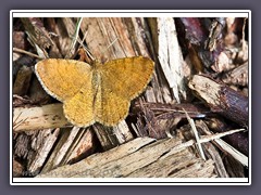 Waldmoorspanner - Macaria brunneata