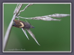 Wickler - Dichrorampha petiverella
