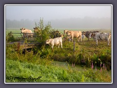 Landwirtschaft - Rindvieh im Morgennebel
