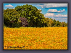 Landwirtschaft - Tagetes helfen gegen Nematoden