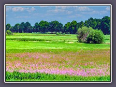 Sommerwiesen - Schönheit in pink