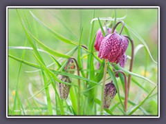 Schachbrettblumen sind selten geworden in Norddeutschland 