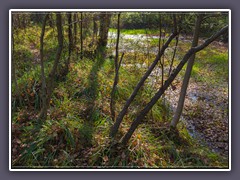 Verlandeter Torfkanal - heute Naturschutzgebiet