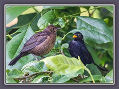 Amsel - Jungvogel