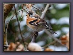 Bergfink - Fringilla montifringilla Männchen Wintergast