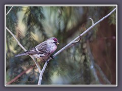 Birkenzeisig - Carduelis flammea