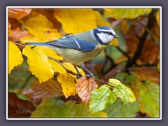 Blaumeise - Cyanistes caeruleus