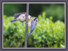 Blaumeisenfütterung