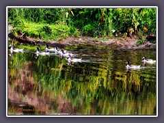 Brandgänse - Jungvögel