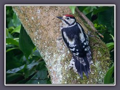 Buntspecht  - Jungvogel