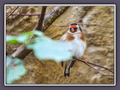 Diestelfink oder Stieglitz - Carduelis cardueli
