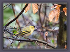 Erlenzeisig  - Männchen - Spinus spinus