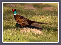 Fasan - Phasianus colchicus