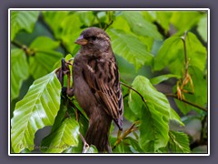 Feldsperling - Passer montanus