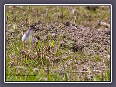 Flussuferläufer - Actitis hypoleucos
