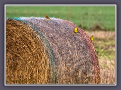 Girlitze - Serinus serinus