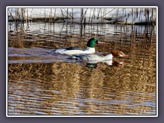 Gänsesägerpaar - Mergus merganser