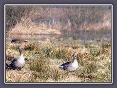 Grauganspaar im Moor