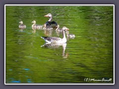 Graugänse - Anser anser, 