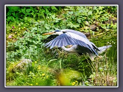 Graureiher - Ardea cinerea