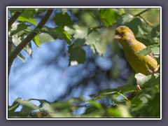 Grünfink - Chloris chloris