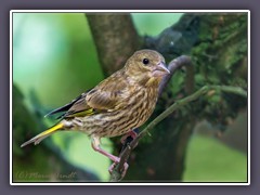 Grünfink - Jungvogel