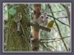 Grünfinken - Sechs auf einen Streich
