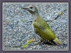 Grünspecht - Picus viridis - Jungvogel