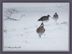 Großer Brachvogel - Numenius arquata